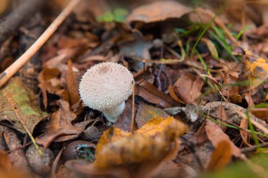 Lycoperdon perlatum ortak kurtmantarı bilinir