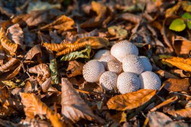 Lycoperdon perlatum ortak kurtmantarı bilinir