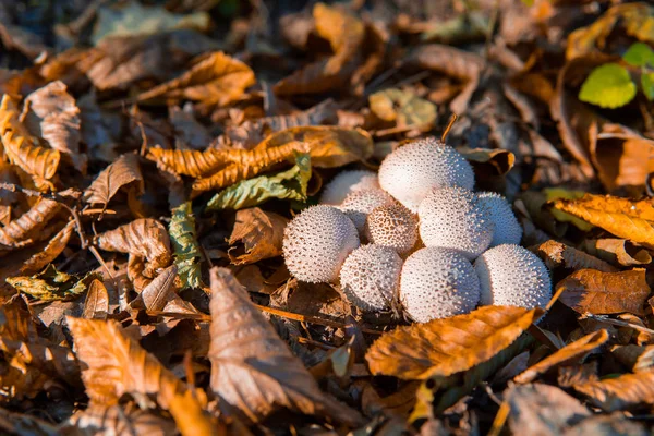 Lycoperdon perlatum se conoce como puffball común — Foto de Stock