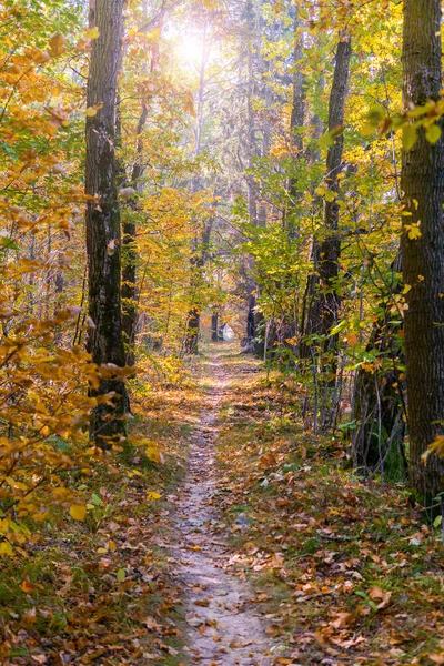 Dallardaki altın yapraklar, güneş ışınlı sonbahar tahtaları, güzel manzaralar.