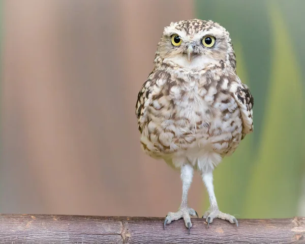 少しアナホリフクロウ — ストック写真