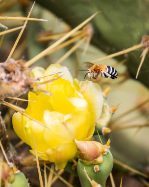 Bee Amegilla uçan