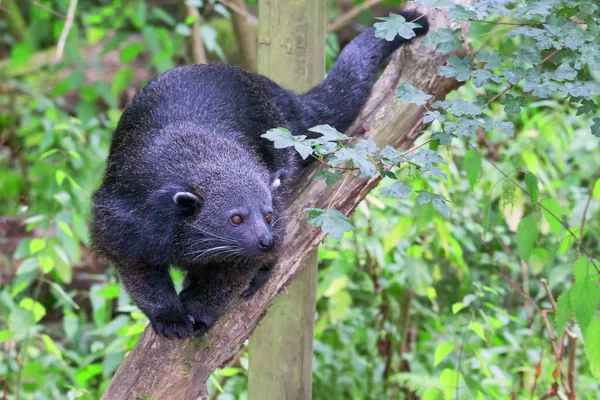 Bearcat - Binturong marchant sur une branche face à la caméra — Photo