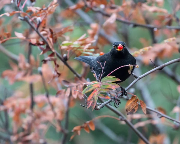 Pájaro negro macho adulto posado en un árbol con una baya roja en su pico — Foto de Stock
