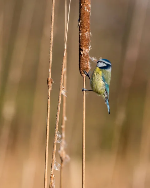 Blaumeise hockt im Schilf — Stockfoto