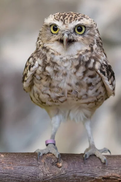 ログ上のフクロウの穴を掘る — ストック写真