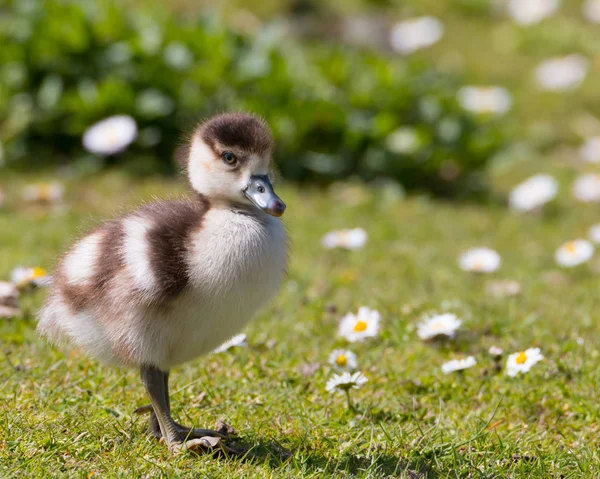 Egyptian goose chick