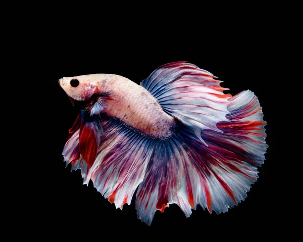 Multi Color Betta Fish Siam Fighting Fish Black Backgroun — Stok Foto