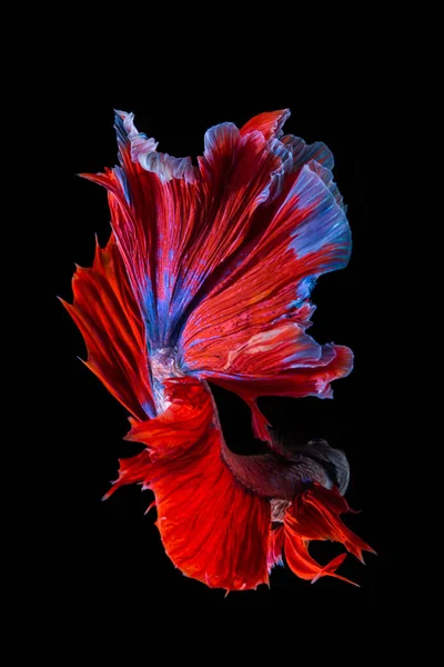 赤と青のベッタ魚黒を背景にしたシアメーズファイティングフィッシュ — ストック写真