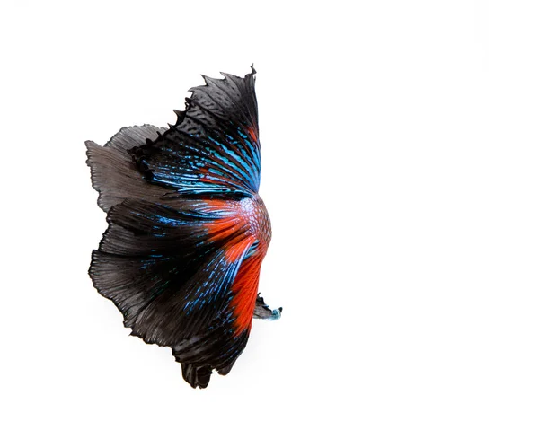 Multi Color Betta Fish Siamese Fighting Fish White Backgroun — Stock Photo, Image