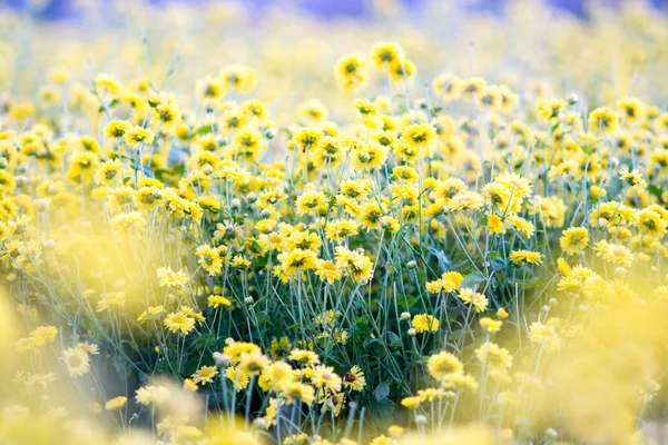 花园里的黄菊花 模糊花的背景 五颜六色的植物 — 图库照片