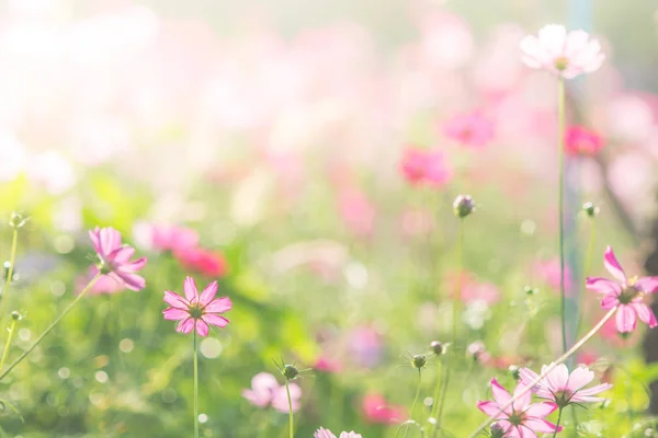 软软的 选择性的宇宙焦点 模糊的背景花 五彩斑斓的植物 — 图库照片