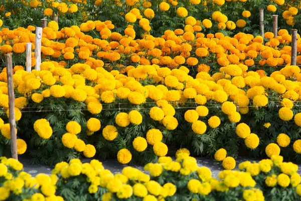 Oranssi Keltainen Marigolds Kukkakentät Valikoiva Painopiste — kuvapankkivalokuva