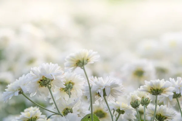 花园里的白菊花 模糊花的背景 五颜六色的植物 — 图库照片