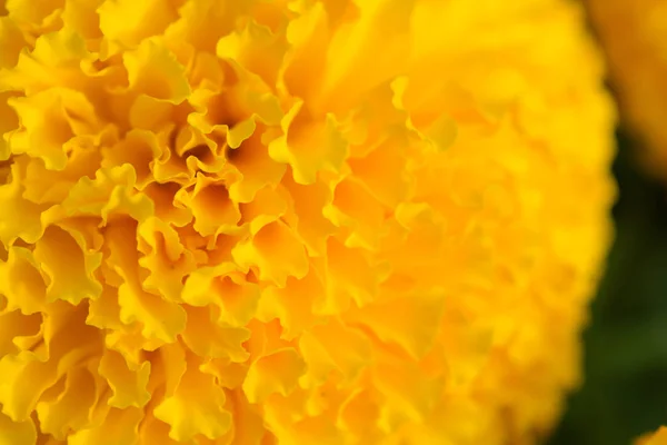 Oranžová Pole Květin Marigolds Selektivní Zaměření — Stock fotografie