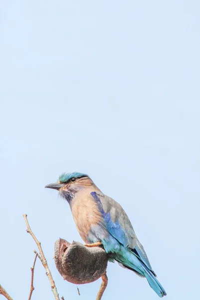 Rouleau Indien Coracias Benghalensis Sur Branche Les Trouve Largement Travers — Photo