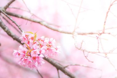 İlkbaharda kiraz çiçeği yumuşak odak, bulanık bahar kiraz çiçeği, bokeh çiçeği arkaplan, pastel ve yumuşak çiçek arkaplan