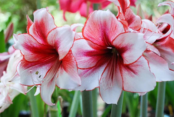 Amarylis çiçeği, tropik bir botanik bahçesinde çiçek açıyor. Hippeastrum Amarylli