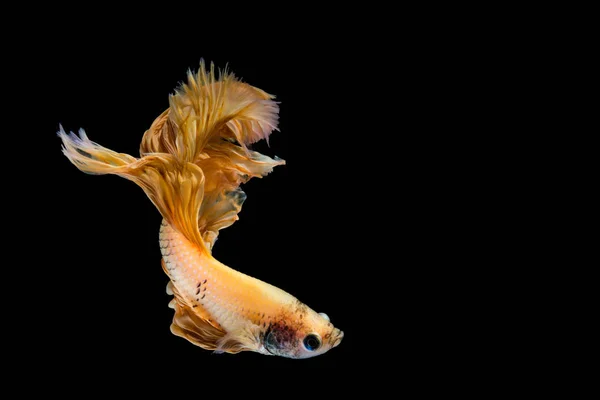 黄色の金のベッタ魚黒を背景に魚と戦うサミーゼ — ストック写真