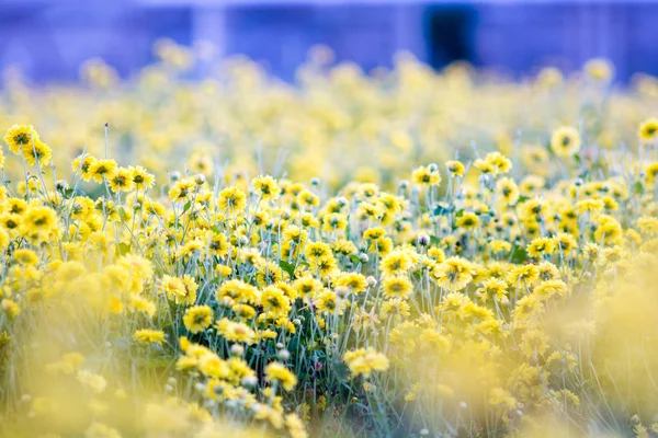 花园里的黄菊花 模糊花的背景 五颜六色的植物 — 图库照片