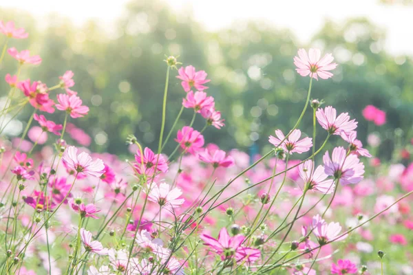 Cosmos flowers in nature, sweet background, blurry flower background, light pink and deep pink cosmo