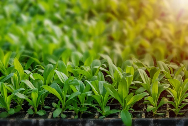 Rows Potted Seedlings Young Plants Selective Focu — Stock Photo, Image
