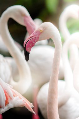 Pembe Flamingo-yakın, tüyleri güzel bir boyama vardır. Büyük flamingo (Phoenicopterus roseu)