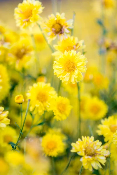 花园里的黄菊花 模糊花的背景 五颜六色的植物 — 图库照片