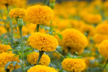 turuncu marigolds çiçek