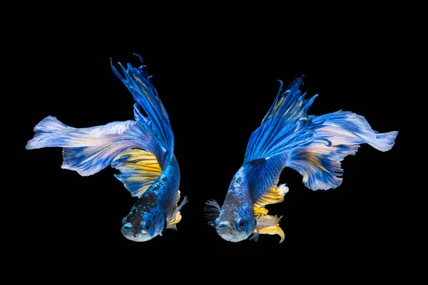 Blue and yellow betta fish — Stock Photo, Image