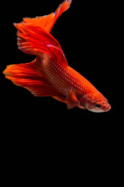 Peixe betta vermelho — Fotografia de Stock