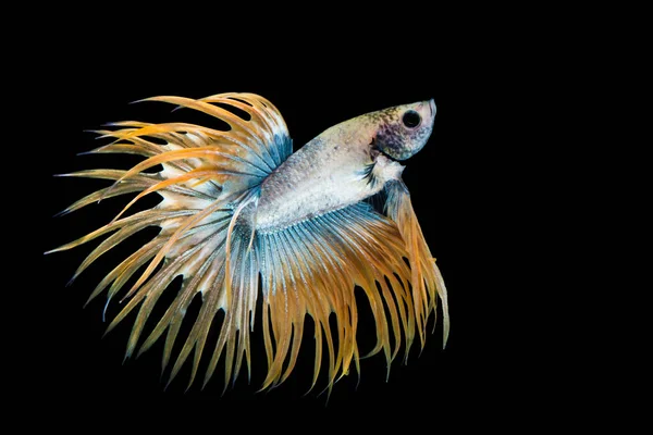 Yellow and blue betta fish — ストック写真