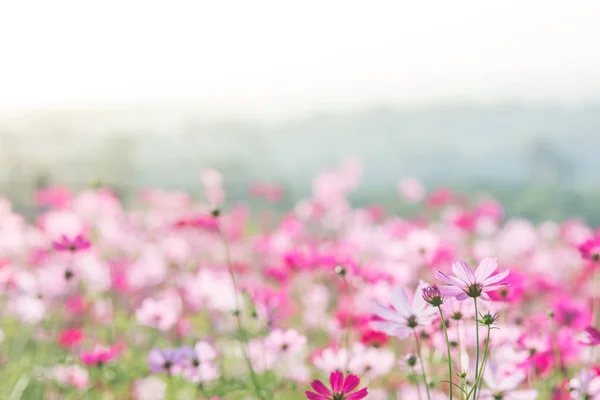 波斯菊花海 — 图库照片