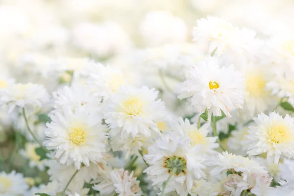 Flores brancas de crisântemo — Fotografia de Stock