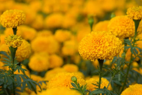 Bunga orange marigolds — Stok Foto