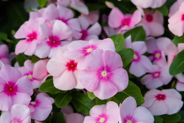 Vinca rosea flowers — Stock Photo, Image