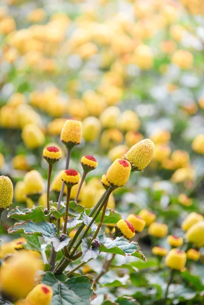 Spilanthes oleracea — Foto de Stock