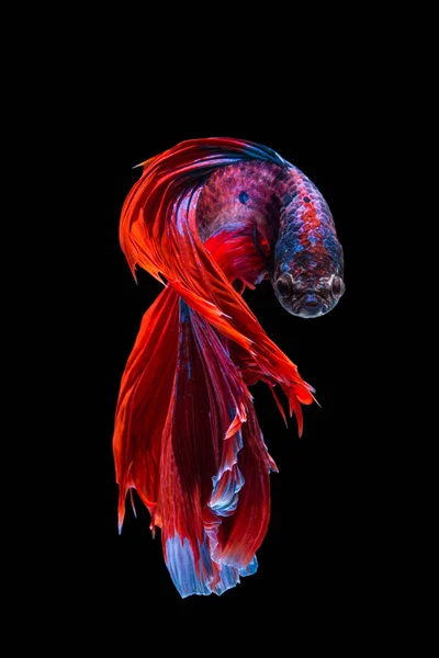 Red and blue betta fish — Stock Photo, Image