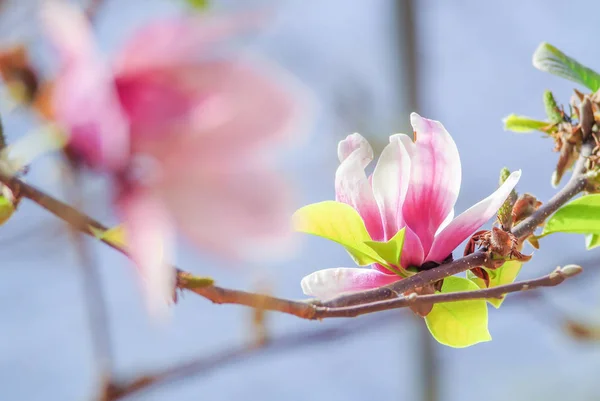 Pink magnolia in nature