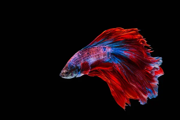 Red and blue betta fish — Stock Photo, Image