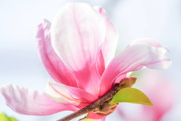 Roze Magnolia in de natuur — Stockfoto