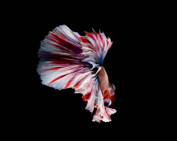 Multi-color betta fish, siamese fighting fish on black backgroun — Stock Photo, Image