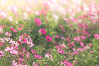 Cosmos yumuşak, seçici odak, arka plan için bulanık çiçek, c