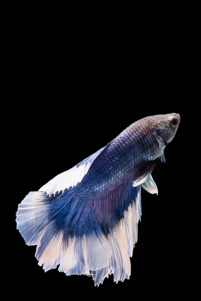 Pescado betta azul y blanco, pescado siamés de lucha sobre fondo negro — Foto de Stock