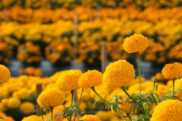 Naranja caléndulas campos de flores, enfoque selectivo —  Fotos de Stock