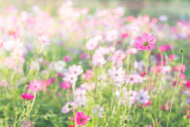 Cosmos yumuşak, seçici odak, arka plan için bulanık çiçek, c