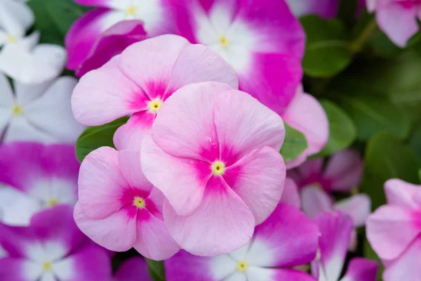 Vinca flores de rosea florecen en el jardín, variedad follaje de co — Foto de Stock