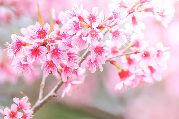 Cherry Blossom in spring with soft focus, unfocused blurred spri — Stock Photo, Image