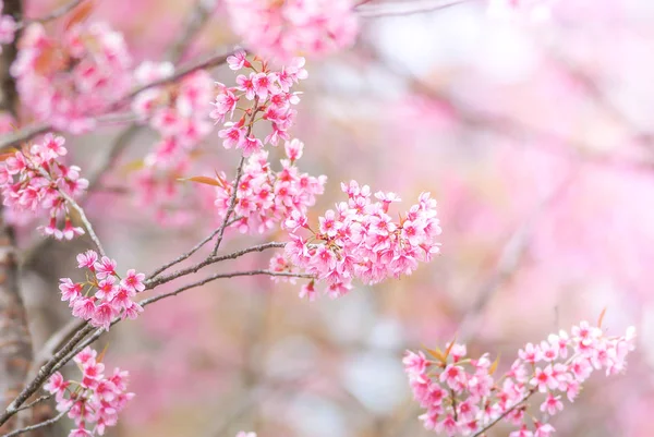 Cherry Blossom in spring with soft focus, unfocused blurred spri — Stock Photo, Image