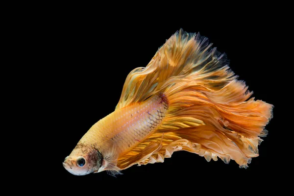 Желтая золотая бетта рыба, сиамская боевая рыба на черной спинке — стоковое фото